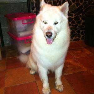 Samoyed