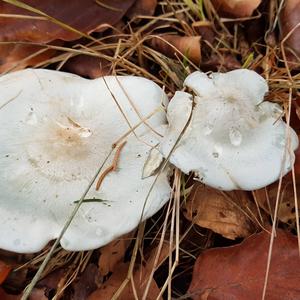 Anise-scented Clitocybe