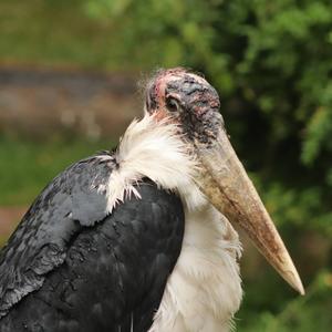 Marabou Stork