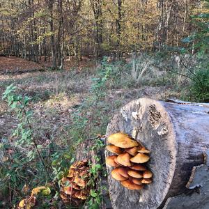 Golden Pholiota