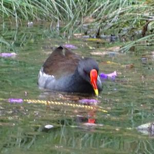 Common Moorhen