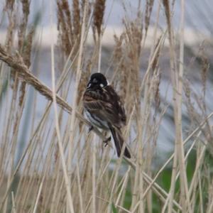 Reed Bunting