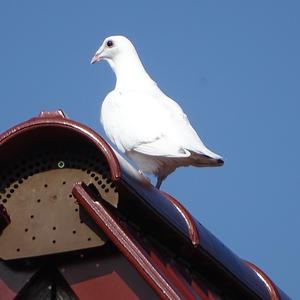 Unknown Species