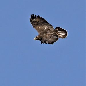 Common Buzzard