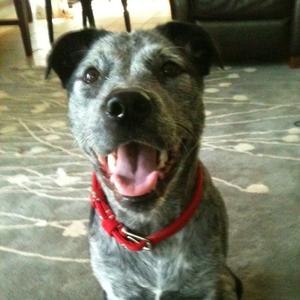 Unknown Breed