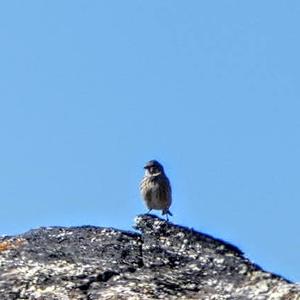 Eurasian Linnet