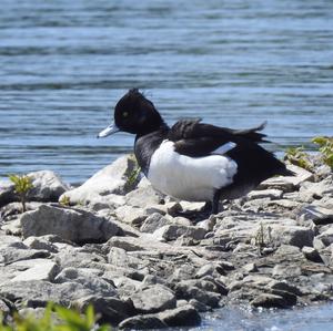 Tufted Duck