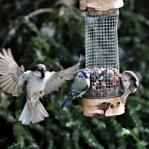 House Sparrow