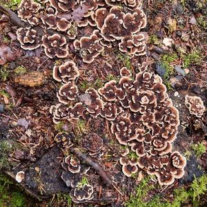 Turkey-tail