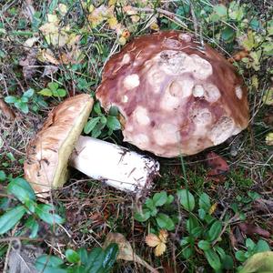 King Bolete