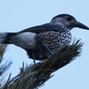 Spotted Nutcracker