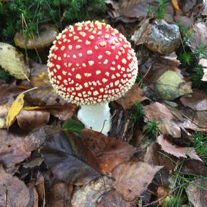 Fly Agaric