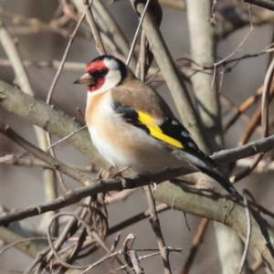 European Goldfinch