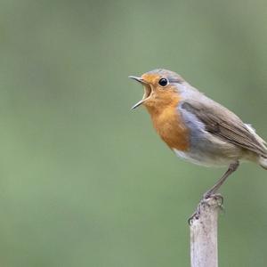 European Robin