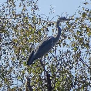 Grey Heron