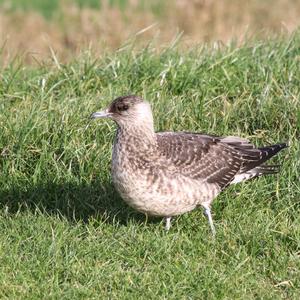 Parasitic Jaeger