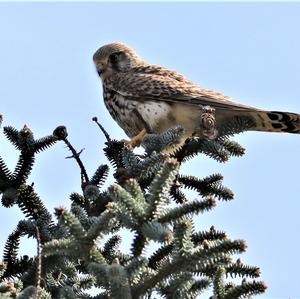 Common Kestrel