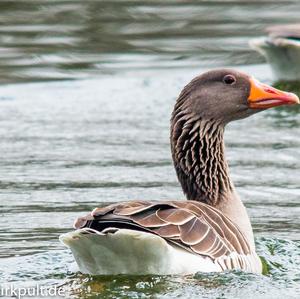 Greylag Goose