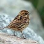 Reed Bunting