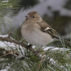 Eurasian Chaffinch