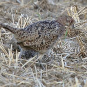 Common Pheasant