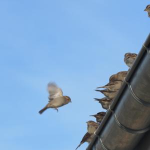 House Sparrow