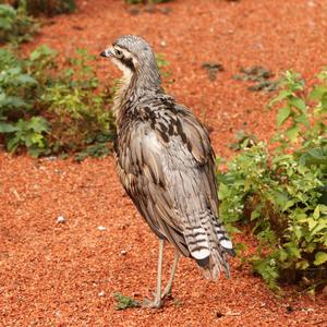 Bush Thick-knee