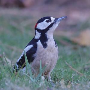 Great Spotted Woodpecker