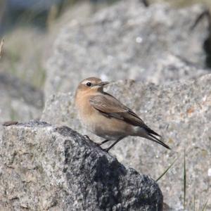 Northern Wheatear