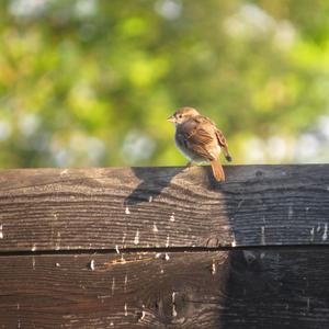 House Sparrow