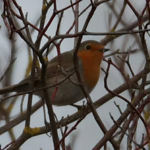 European Robin