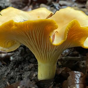 Chanterelle, Common