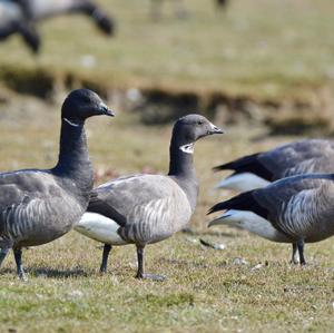 Brent Goose