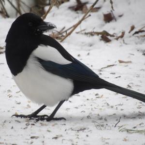 Black-billed Magpie