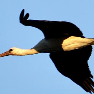 White Stork