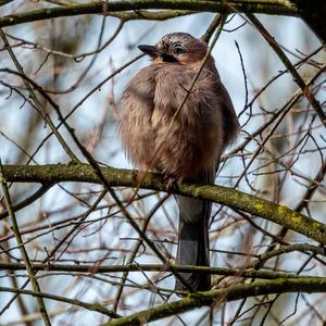 Eurasian Jay