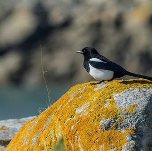 Black-billed Magpie