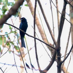 Greater Racket-tailed Drongo