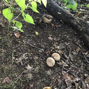 Pigskin Poison Puffball