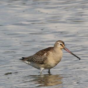 Bar-tailed Godwit