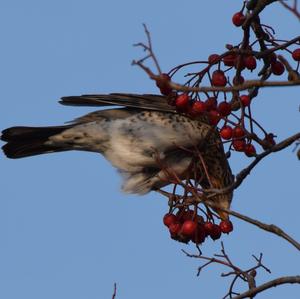 Fieldfare