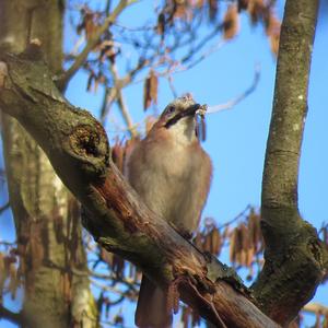 Eurasian Jay