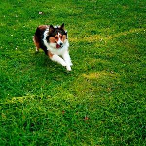 Shetland Sheepdog