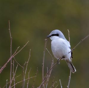 Great Grey Shrike