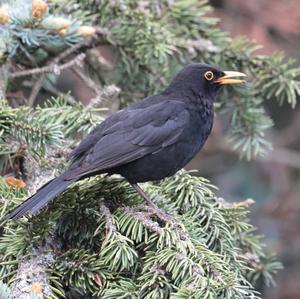 Eurasian Blackbird