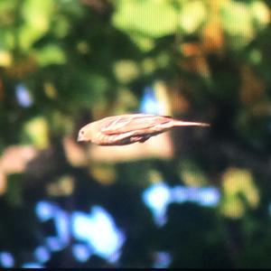 House Finch