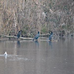 Great Cormorant