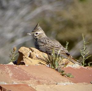 Crested Lark