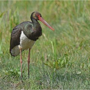 Black Stork