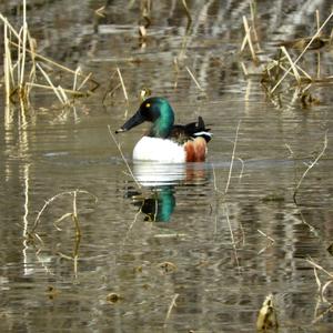 Northern Shoveler